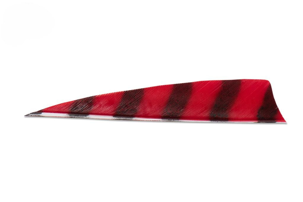 Buck Trail Shield Feather 4&quot; Barred Colour
