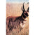 Martin Antelope