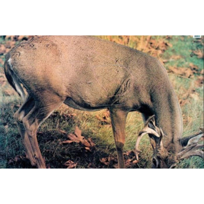 Martin Whitetail Deer