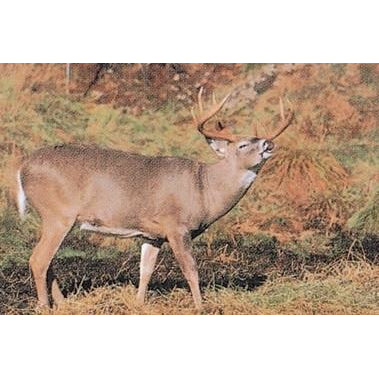 Delta Whitetail Deer 203